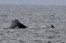 San Francisco Golden Gate Whale Watching Tour