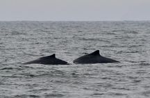 San Francisco Golden Gate Whale Watching Tour