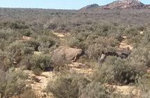 Big 5 Full Day Safari Aquila Lunch plus Breakfast From Cape Town