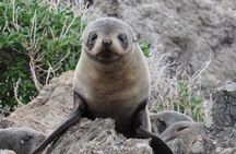 Seal Coast Safari - Exclusive access to Wellington's secret coast