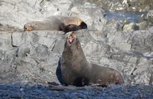 Seal Coast Safari - Exclusive access to Wellington's secret coast