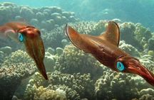  Snorkeling at Mahmya Island from Hurghada