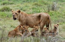 3 days safari to Mikumi national park