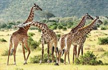 3 days safari to Mikumi national park