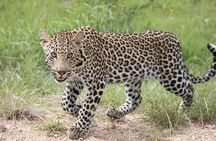 4 Day Kruger National Park Tour