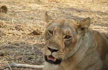 Tarangire National park and Lake Manyara National park 