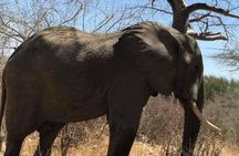  5-Day " Mikumi and Ruaha National park Safari