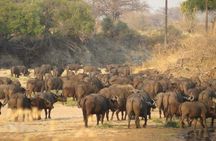  5-Day " Mikumi and Ruaha National park Safari