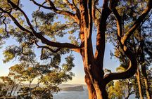 Golden Beaches and Ocean Vistas MANLY AND NORTHERN BEACHES PRIVATE TOUR