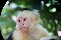 Manuel Antonio National Park Tour
