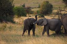 4 Days Amboseli Naivasha 