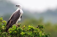 Bundala National Park Safari