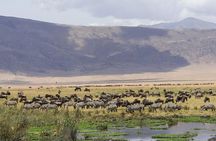 3 days Safari to Tarangire ,Lake Manyara and Ngorongoro crater