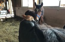 Riding course for all levels 1/2 day (3 hours)