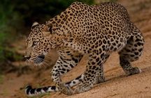 Sri Lanka budget tour package 8 days with driver,vehicle and H/B accommodations.