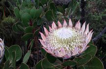 Hiking Table Mountain via Kasteels Poort Morning Hike