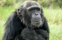 6-Day Amboseli NP, L Nakuru NP, Masai Mara Budget Safari