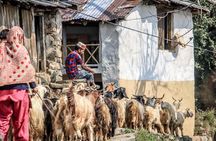 7 Days Dharamsala - Dalai Lama home Trek