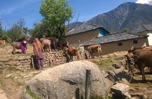 7 Days Dharamsala - Dalai Lama home Trek