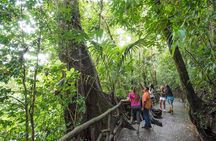 Arenal volcano, hanging bridges and sloth encounter tour.