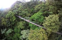 Arenal volcano, hanging bridges and sloth encounter tour.