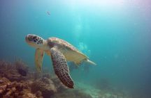 Aruba Certified Scuba Diving