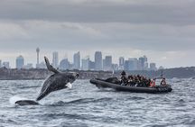 Sydney Whale-Watching Experience