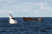 Sydney Whale-Watching Experience