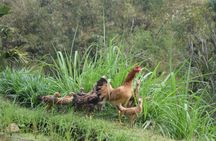 Tetebatu Walking Tour - Rice Terraces, Waterfall & Monkey Forest