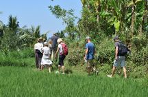 Tetebatu Walking Tour - Rice Terraces, Waterfall & Monkey Forest