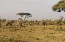 6 Days Kenya Safari