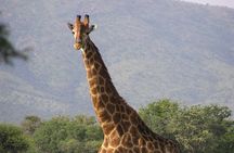 8-Day Samburu, Mount Kenya, Lake Nakuru and Masai Mara