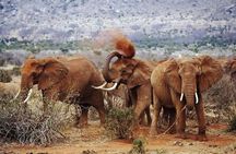 8-Day Samburu, Mount Kenya, Lake Nakuru and Masai Mara