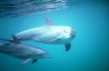 PILLI PIPA DHOW, the genuine product, snorkeling tour to Kisite Marine Park 