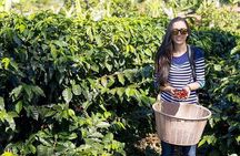 Doka Coffee Tour- Grecia & Sarchi From San José