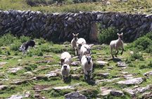 5-Day Spectacular South and West Small-Group Tour of Ireland from Dublin