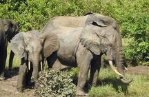2 Days (1 night) Elephants Safari at Mole Park with Round - trip flights