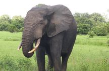 Day Trip from tamale-Mole National