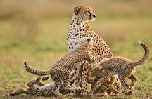 6 Days Masai Mara, L Nakuru, L Naivasha, Amboseli 4X4 Jeep safari