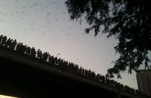 Congress Avenue Bats Bike Tour in Austin