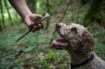 Discovery of the world of Truffles and tasting