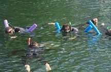 Swim with Manatees, State Park Adventure