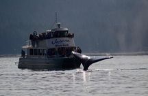 Ultimate Juneau Whale Watch Plus Mendenhall Glacier Photo Stop
