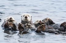 Whale Watching Monterey Bay semi-private limited to 6 people max