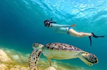 San Juan Turtle Spotting Snorkel Adventure with Videos