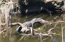 Large Airboat Swamp Tour with Transportation from New Orleans 