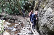 Cocora Valley: Birding & Hiking with Breakfast & Lunch