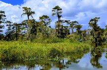 New Orleans Swamp Tour Boat Adventure with Transportation