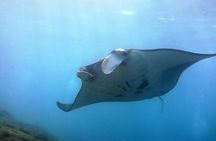Bali Scuba Diving at Nusa Penida Manta Point For Certified Diver