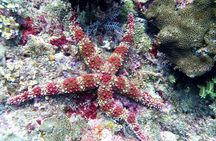 Snorkeling Package at Tulamben Liberty Shipwreck